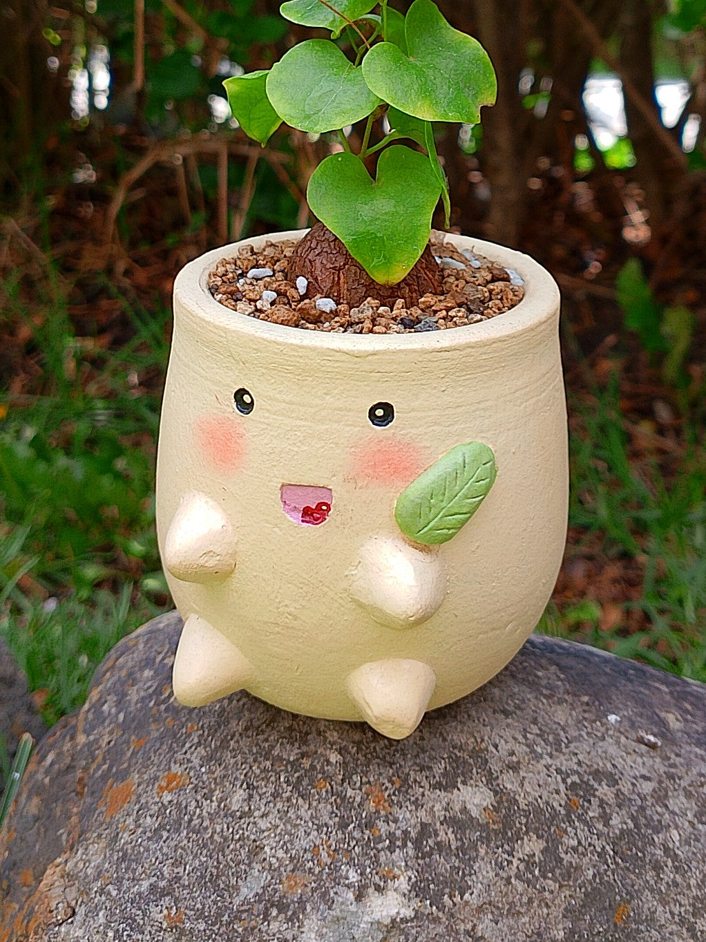 Chicorita | Dioscorea Elephantipens