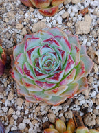 Echeveria Pomegranate