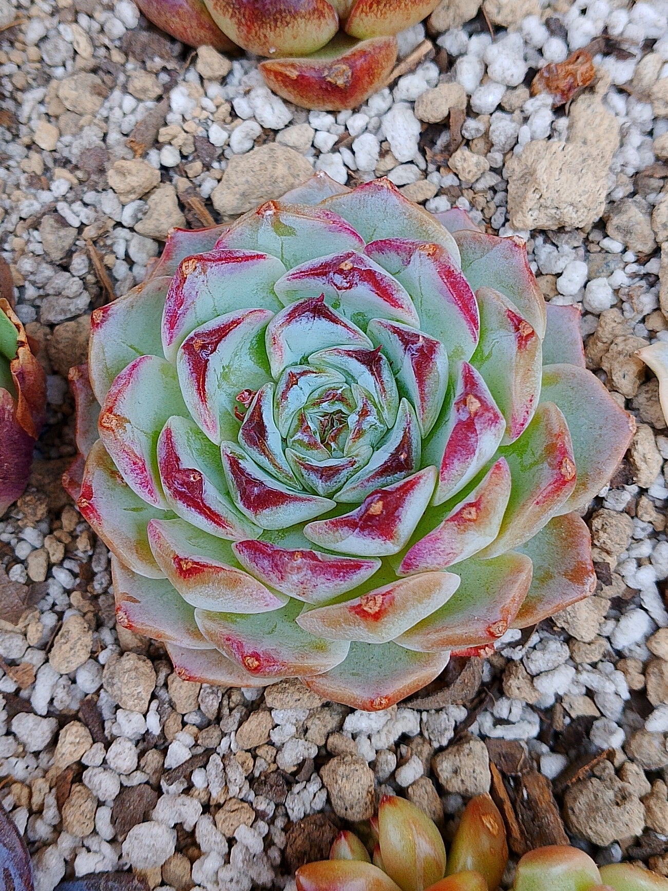 Echeveria Pomegranate