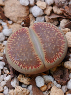 Cl017 Lithops Aucampiae