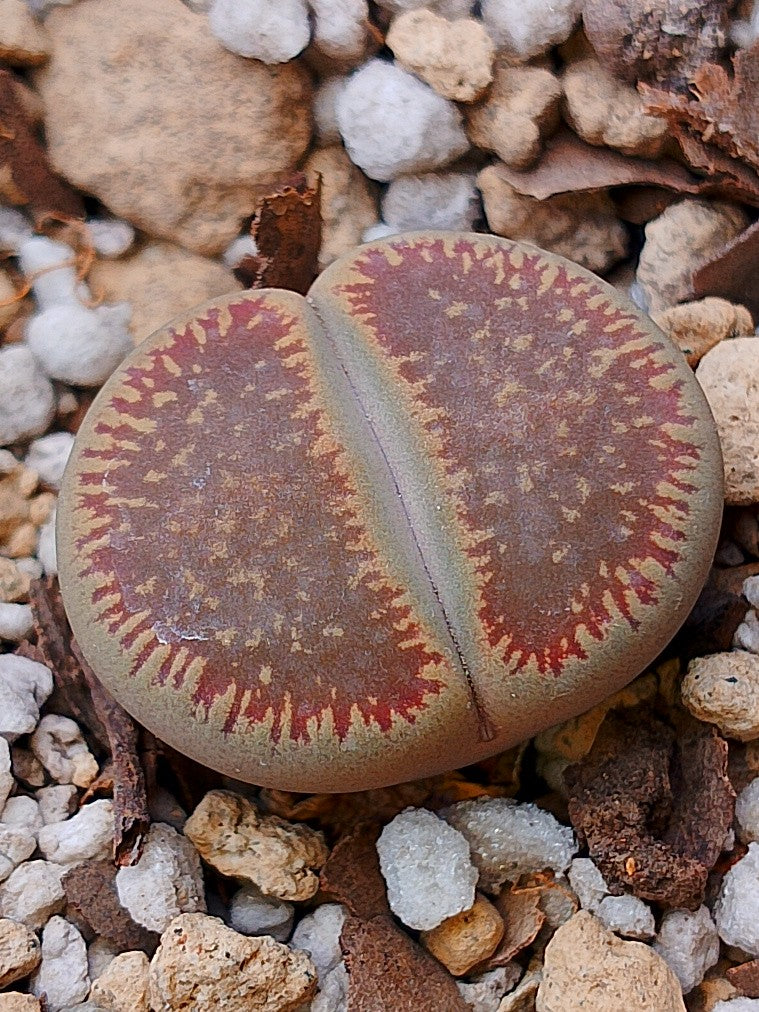 Cl017 Lithops Aucampiae