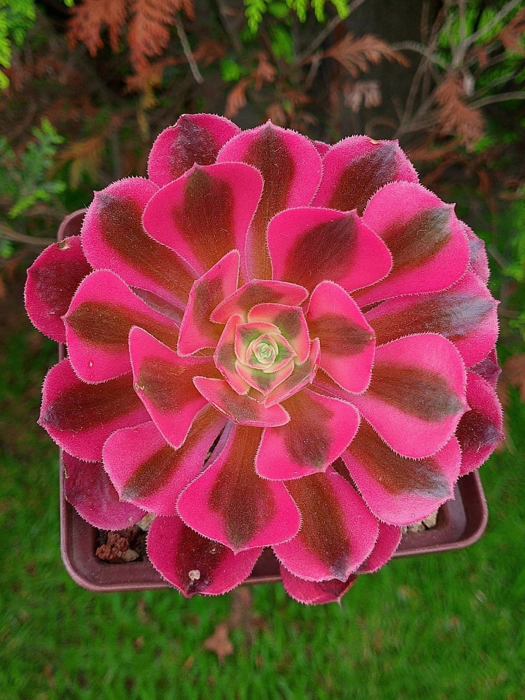 Aeonium Pink witch | maceta 4"
