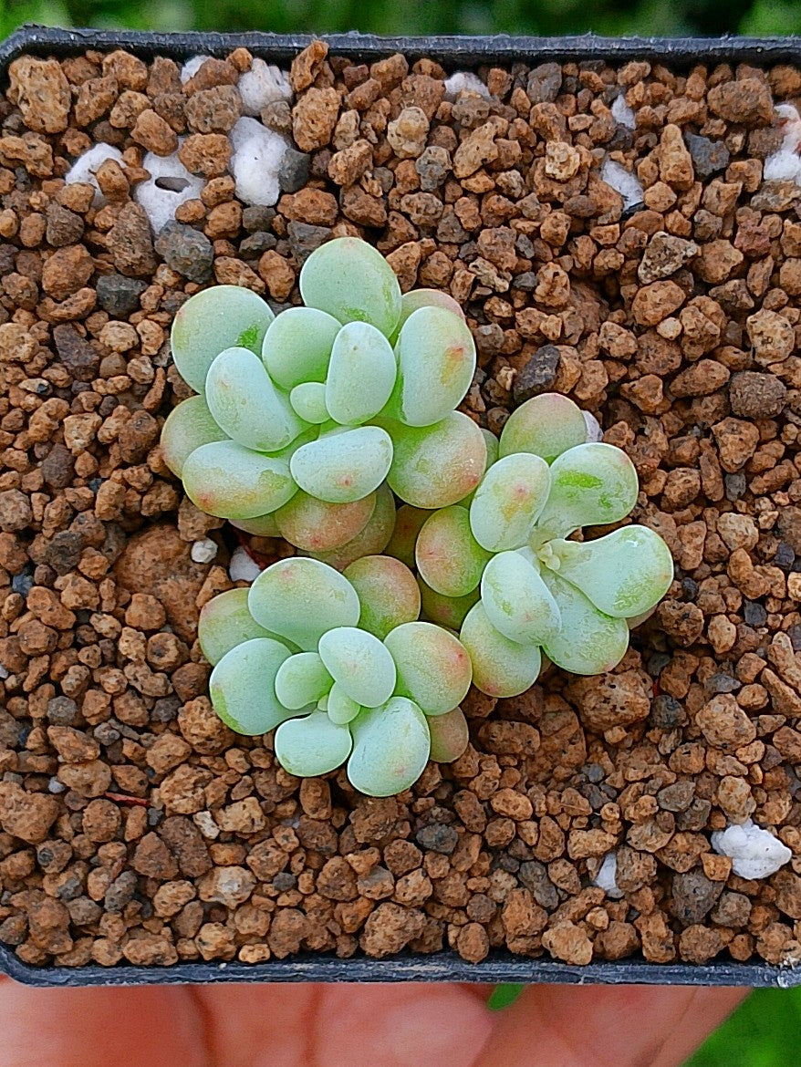 Sedum Candy | maceta 3"