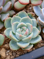 Echeveria Pink spot | Maceta 3"