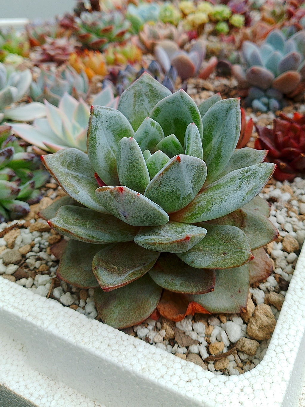 Echeveria German Champagne | maceta 4"
