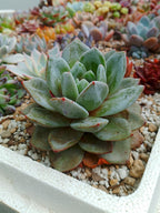 Echeveria German Champagne | maceta 4"