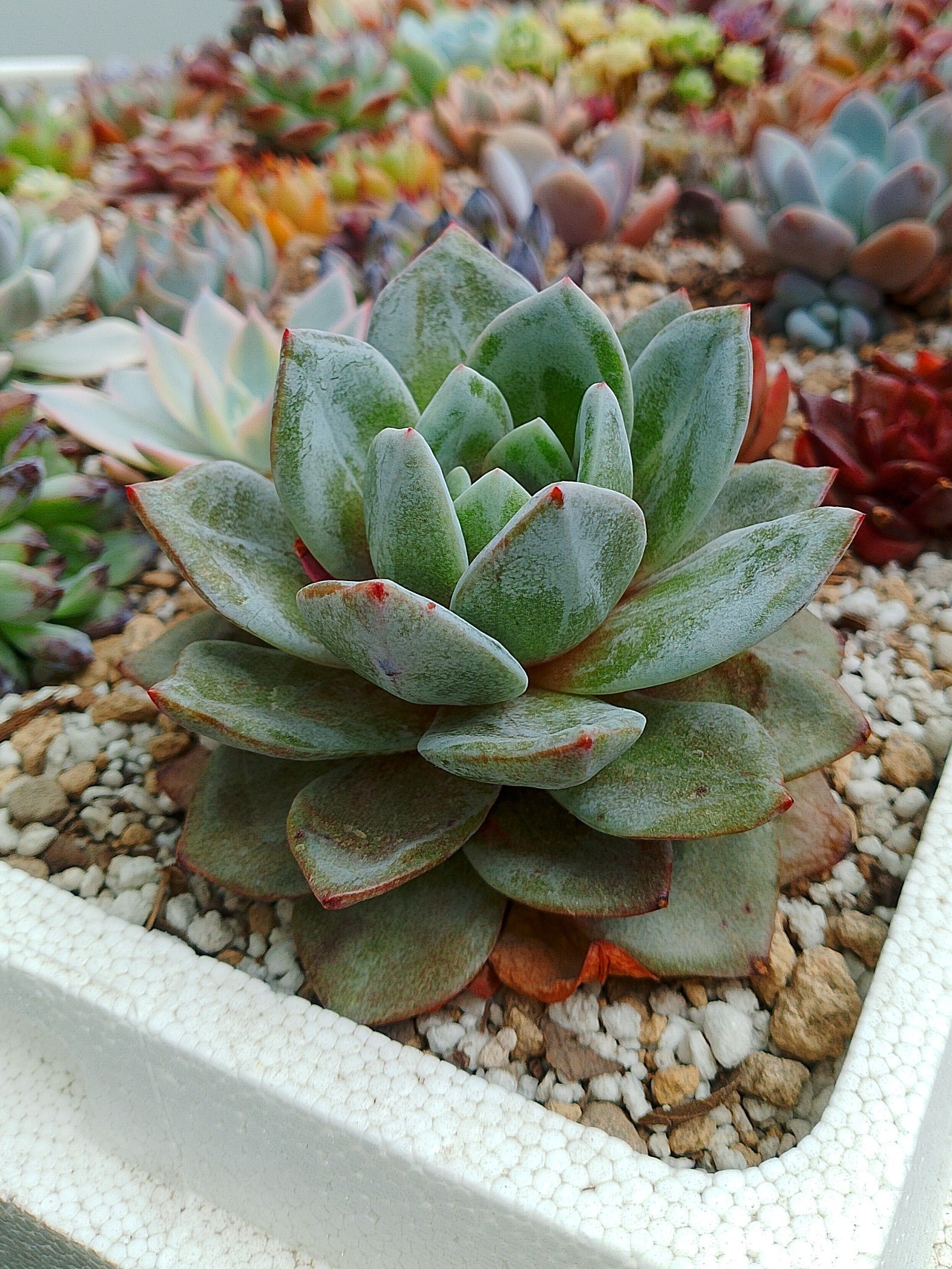 Echeveria German Champagne | maceta 4"