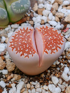 C064 	Lithops julii ssp. julii B