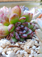 Echeveria Channel rose