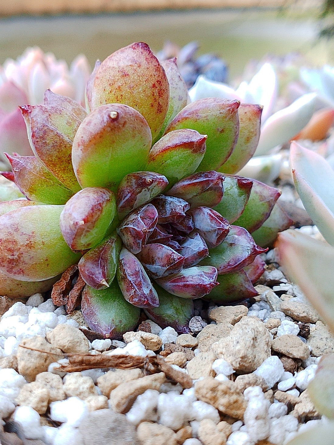 Echeveria Channel rose
