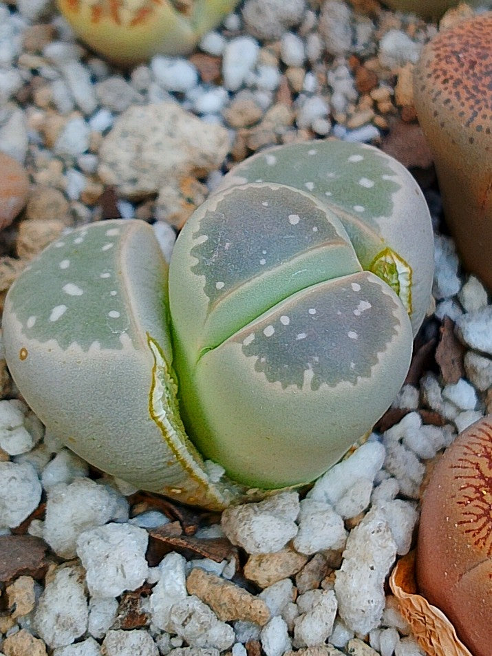 C109 Lithops olivacea v. olivacea – CACTOLITHOPS MÉXICO
