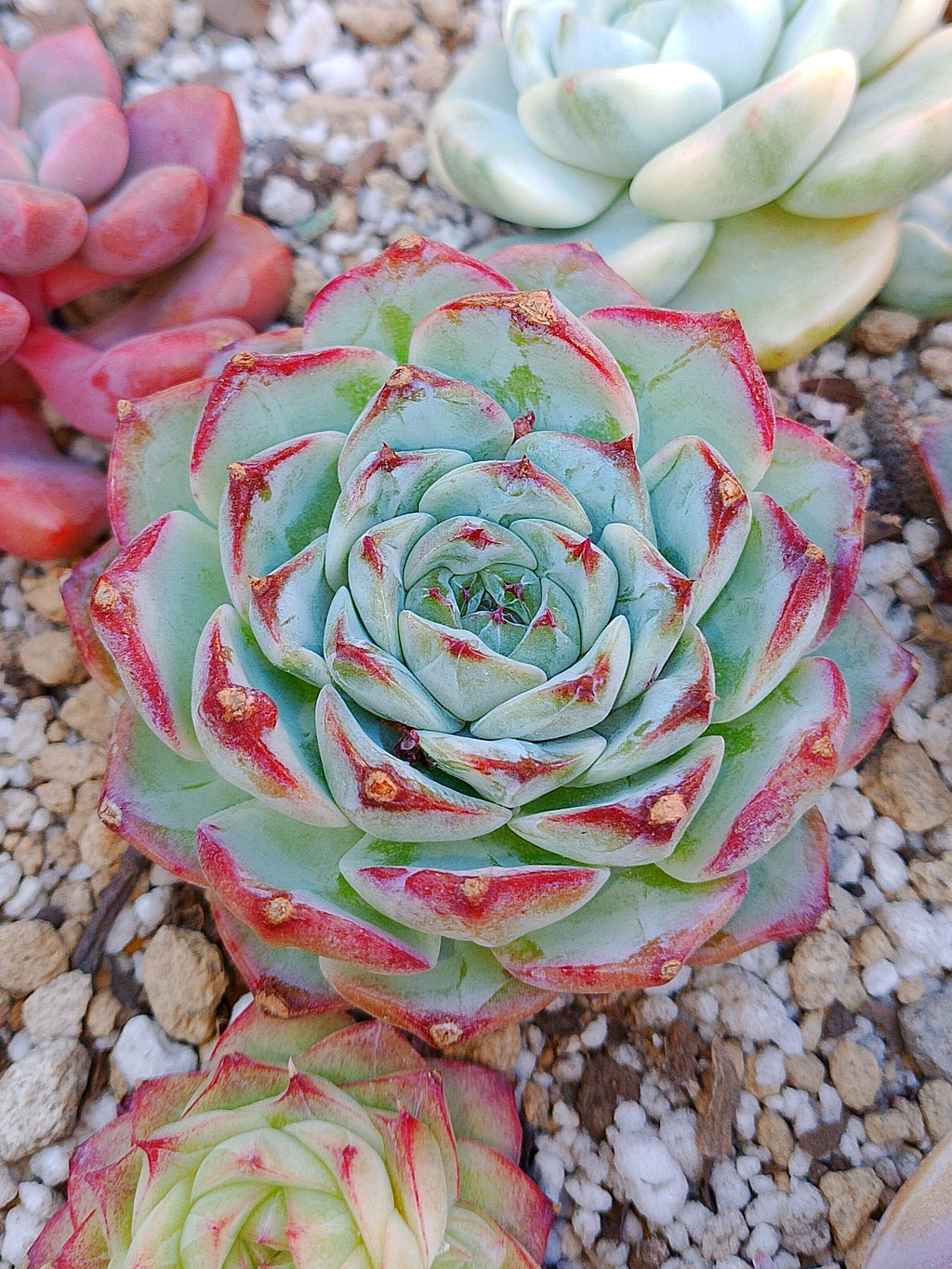 Echeveria Pomegranate B | maceta 3.5"