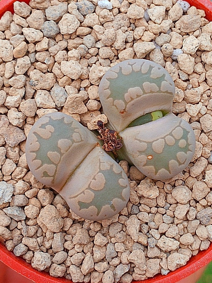 Lithops Otzeniana | 2 cabezas