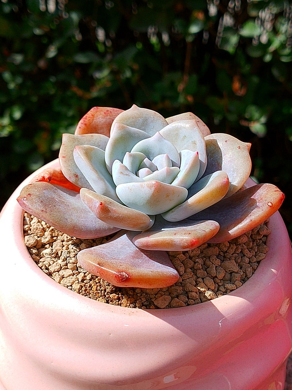 Echeveria Missing you