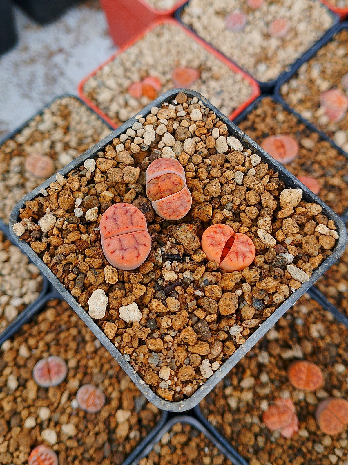 Paquete lithops Mix Q | 1 año de edad