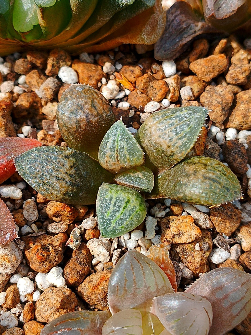 Haworthia RG L | maceta 2"