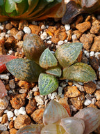 Haworthia RG L | maceta 2"