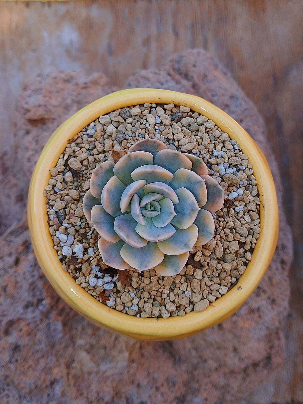 Echeveria Anna Rose variegada