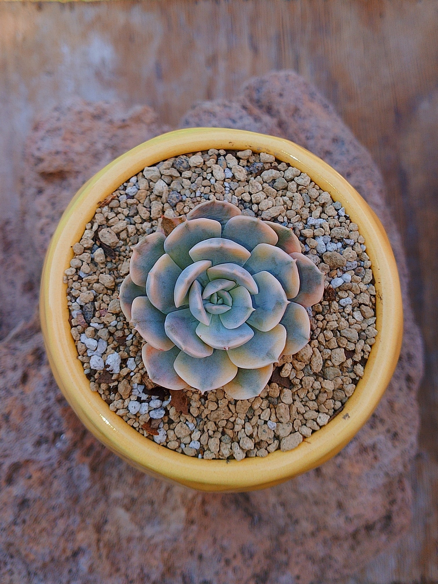 Echeveria Anna Rose variegada