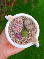 Paquete lithops Mix - vaquita A | maceta 2.5"