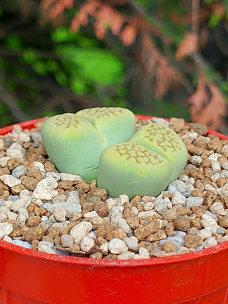 Lithops Hallii var ochracea 'Green soapstone'  | 2 cabezas