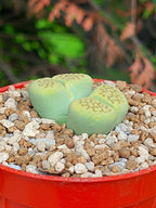 Lithops Hallii var ochracea 'Green soapstone'  | 2 cabezas