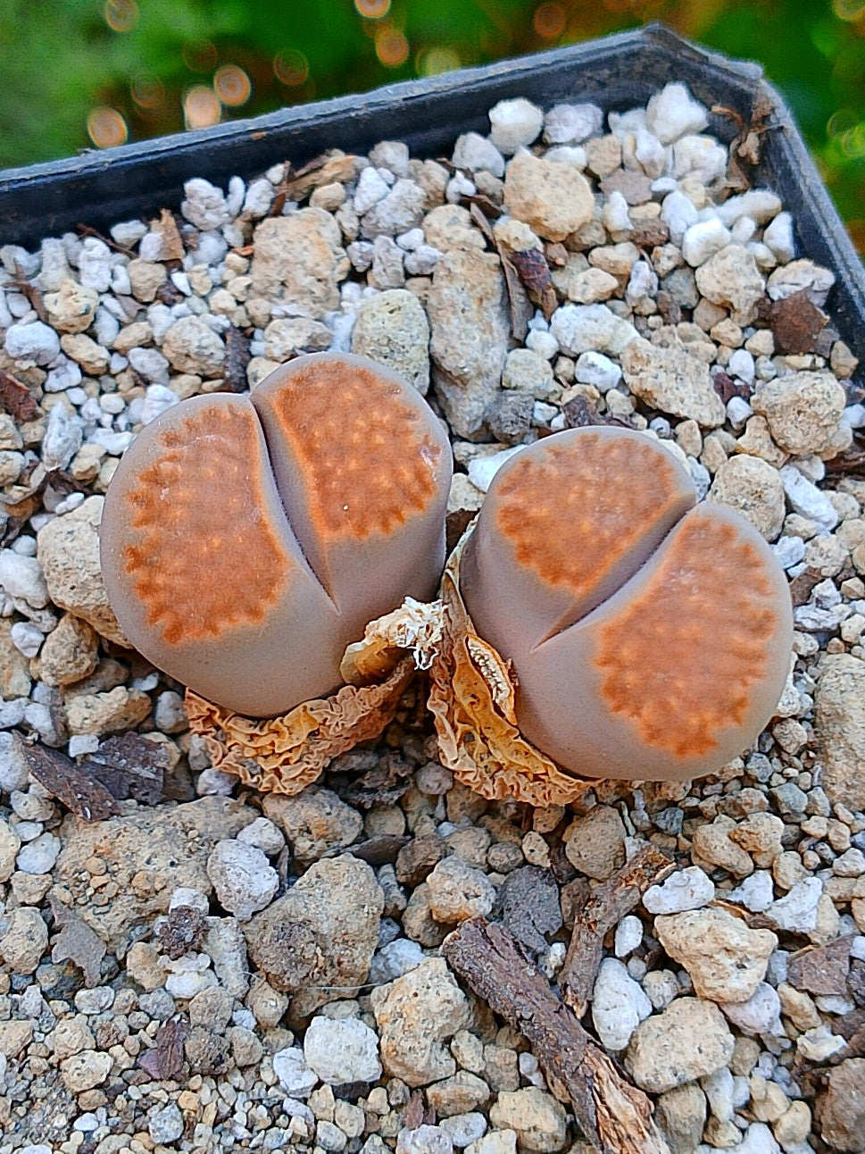 Lithops Hallii  | 2 cabezas