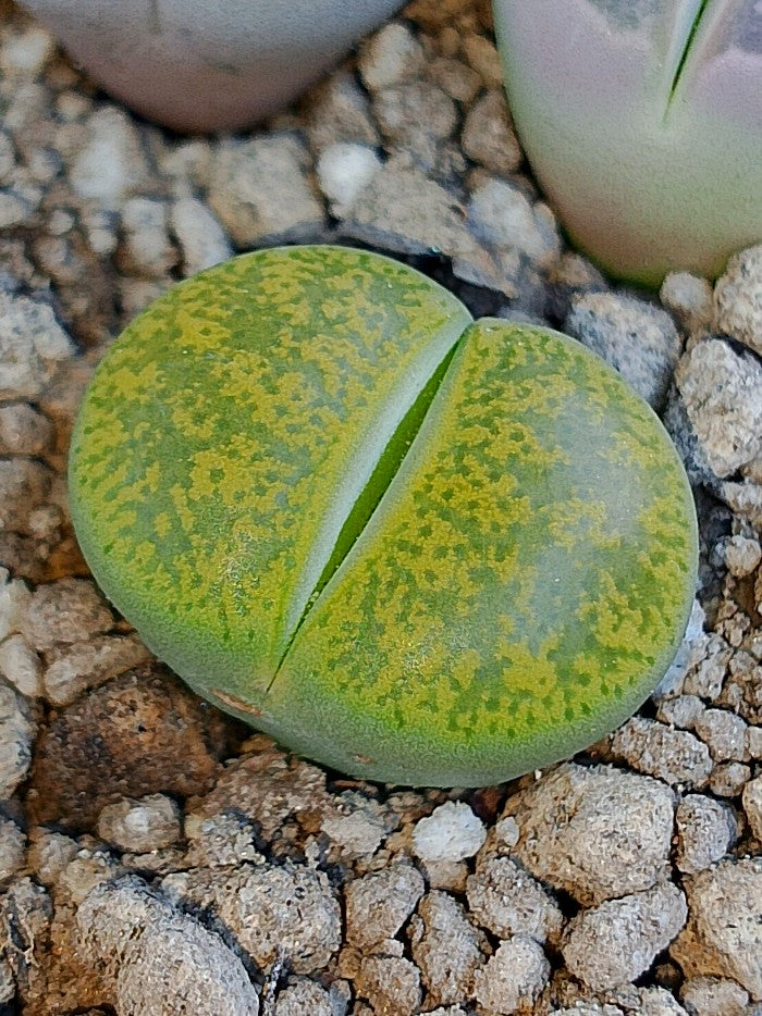 C036B 	Lithops lesliei ssp. lesliei v. lesliei 'Storms’s Albinigold'