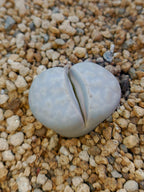 C297 	Lithops julii ssp. julii