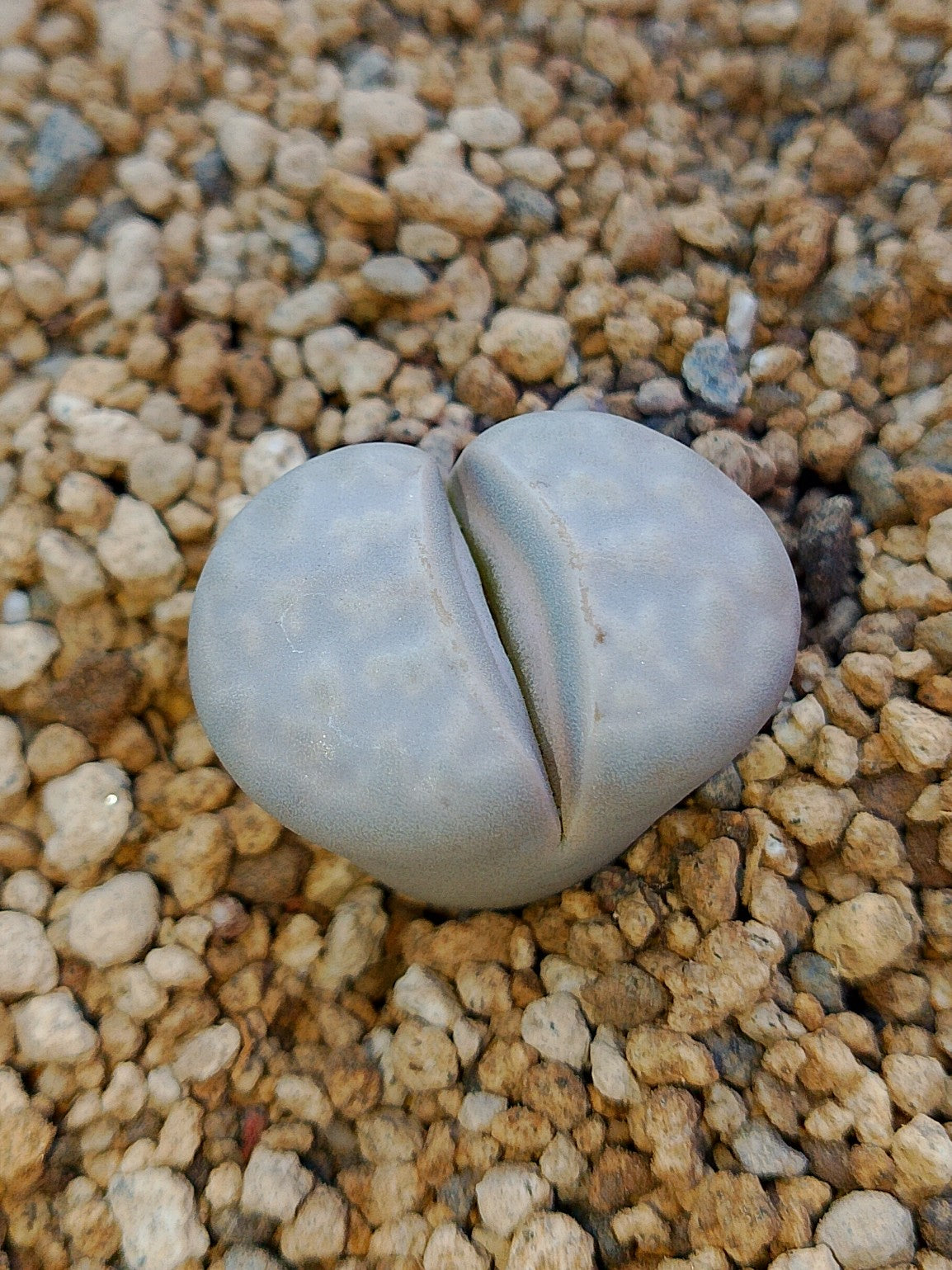 C297 	Lithops julii ssp. julii