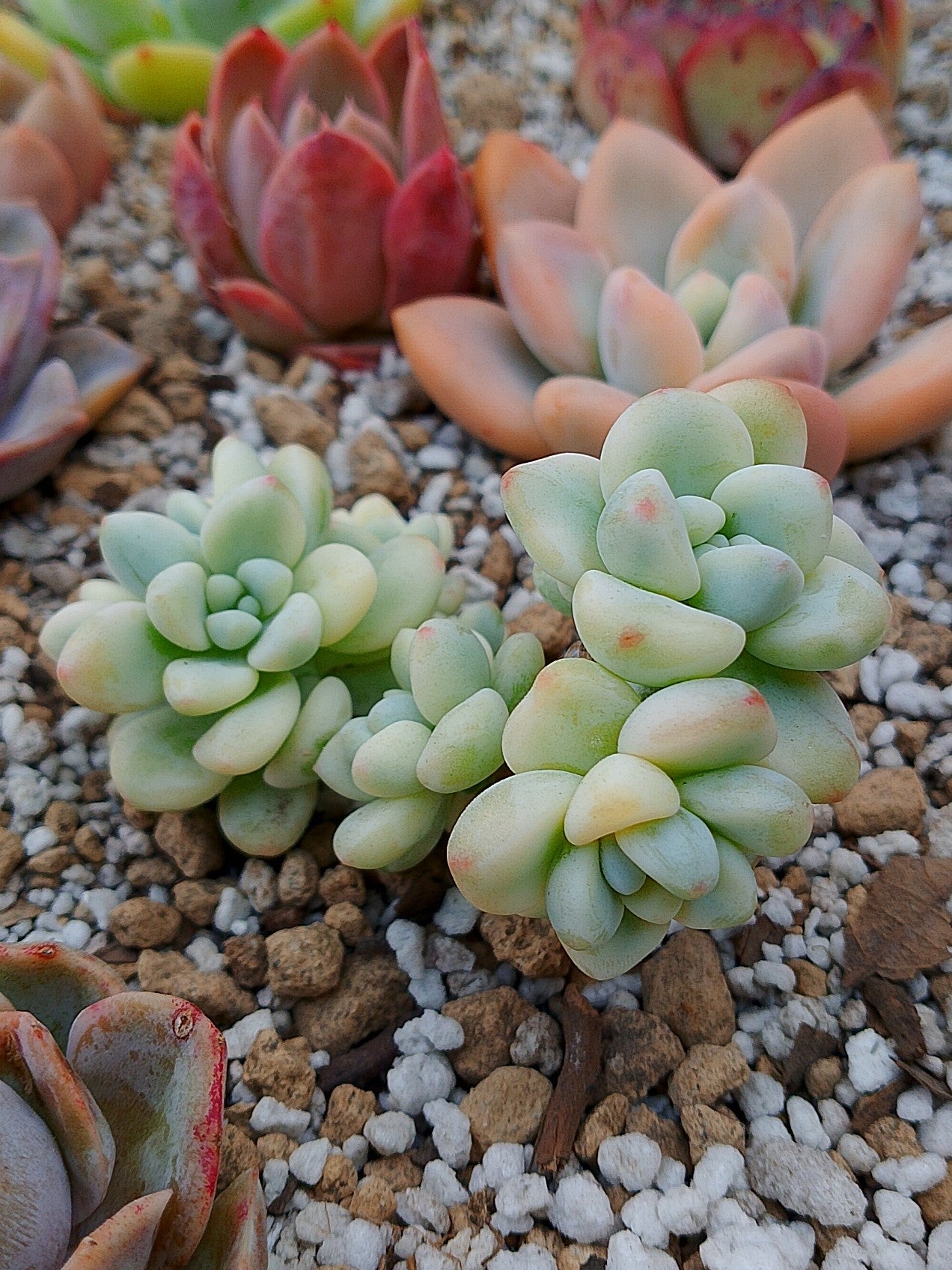 Según Clavatum variegado