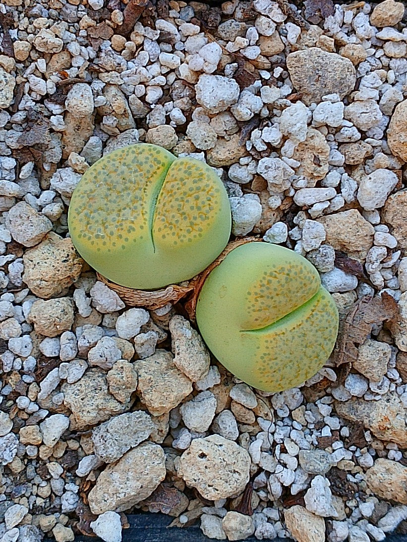 Lithops Fulviceps var aurea - 2 cabezas