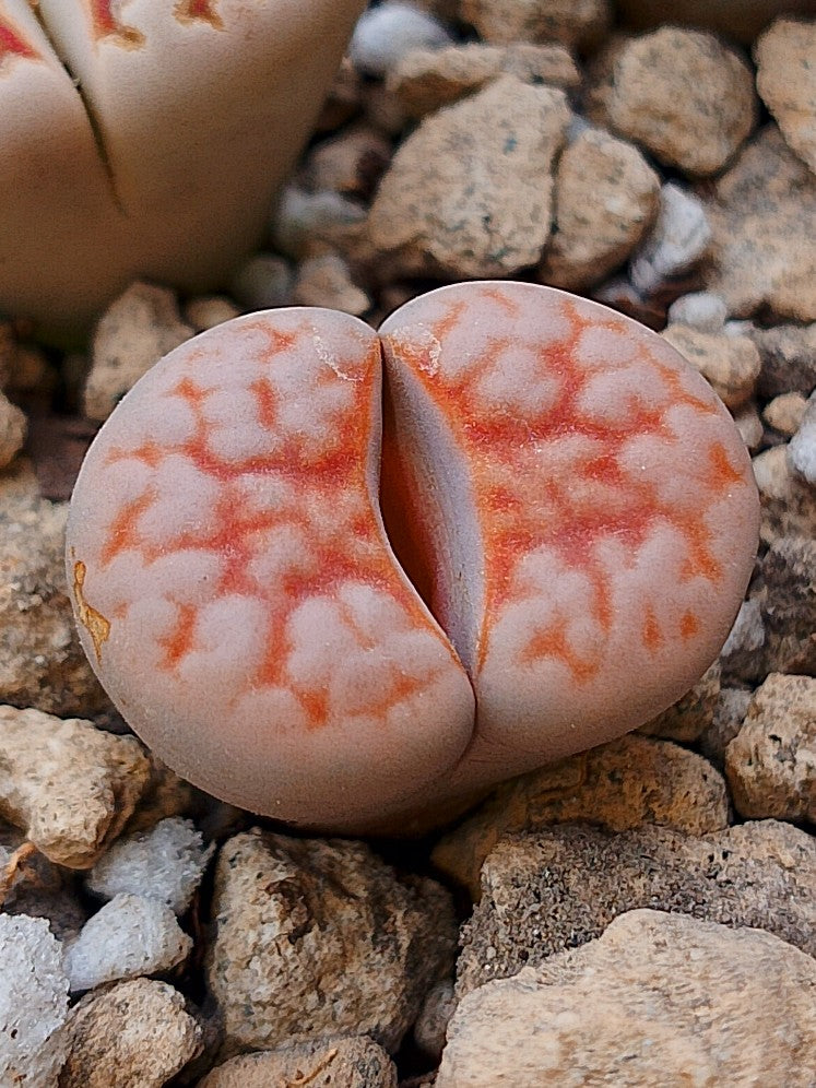 Lithops karasmontana var. aiaisensis 'Orange top'