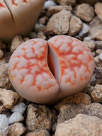 Lithops karasmontana var. aiaisensis 'Orange top'
