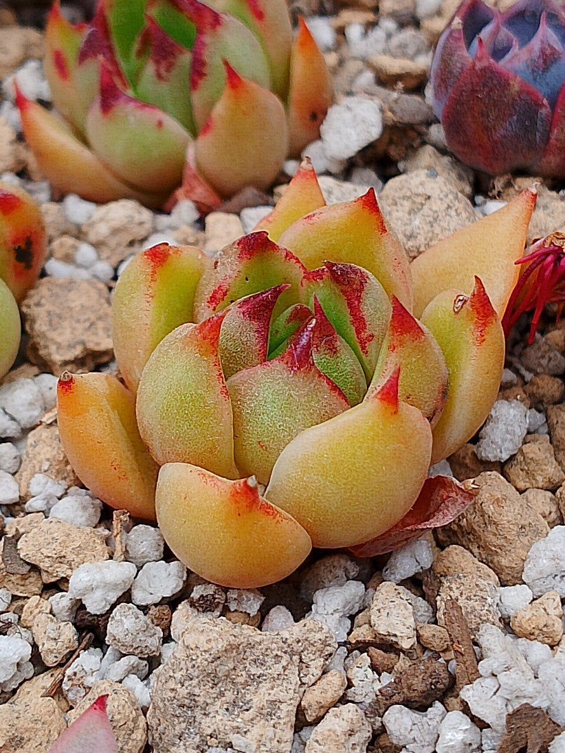 Echeverria Agavoides Roca maceta 2"