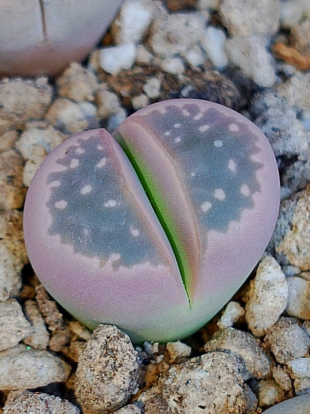 Lithops Olivacea v. Nebrownii 'Red olive'