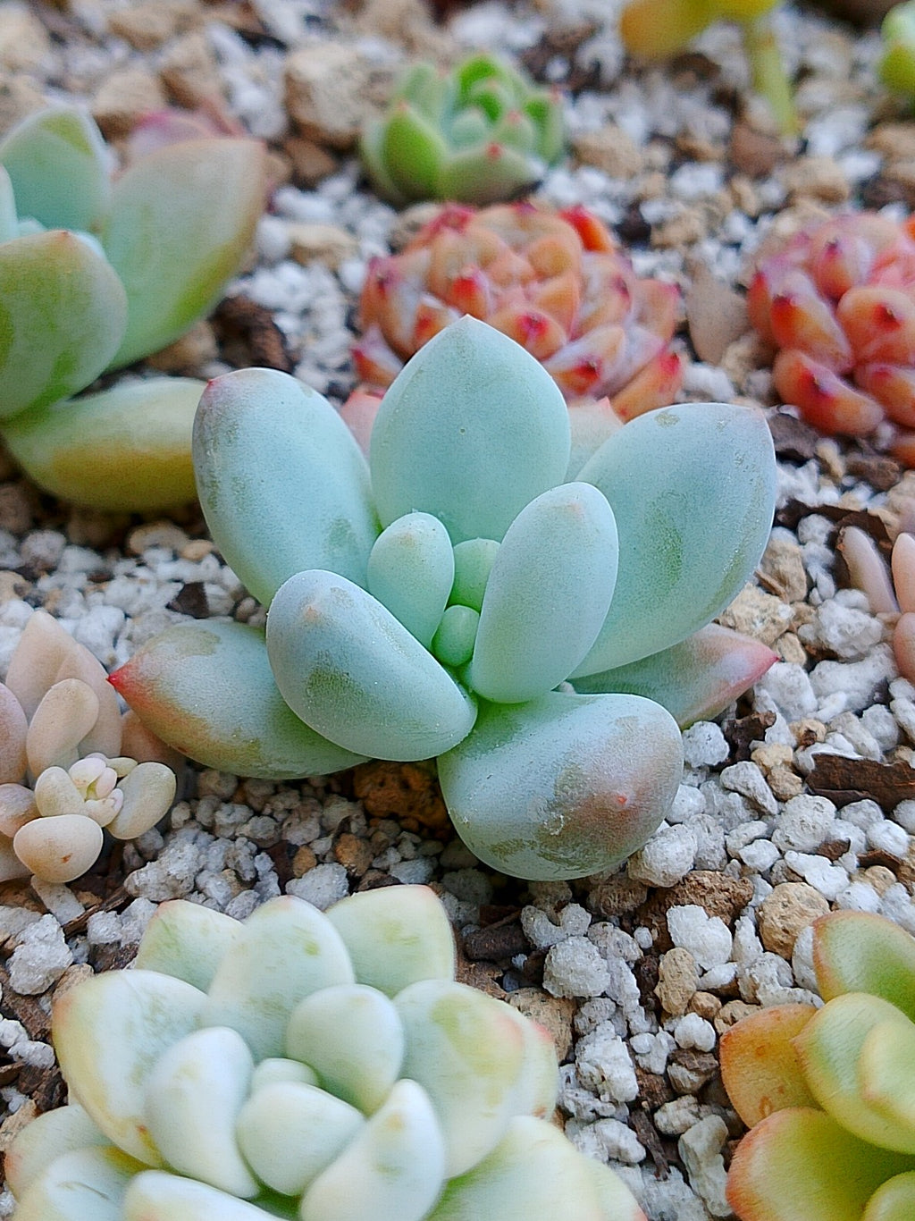 Pachyveria Frevel