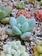 Pachyveria Frevel