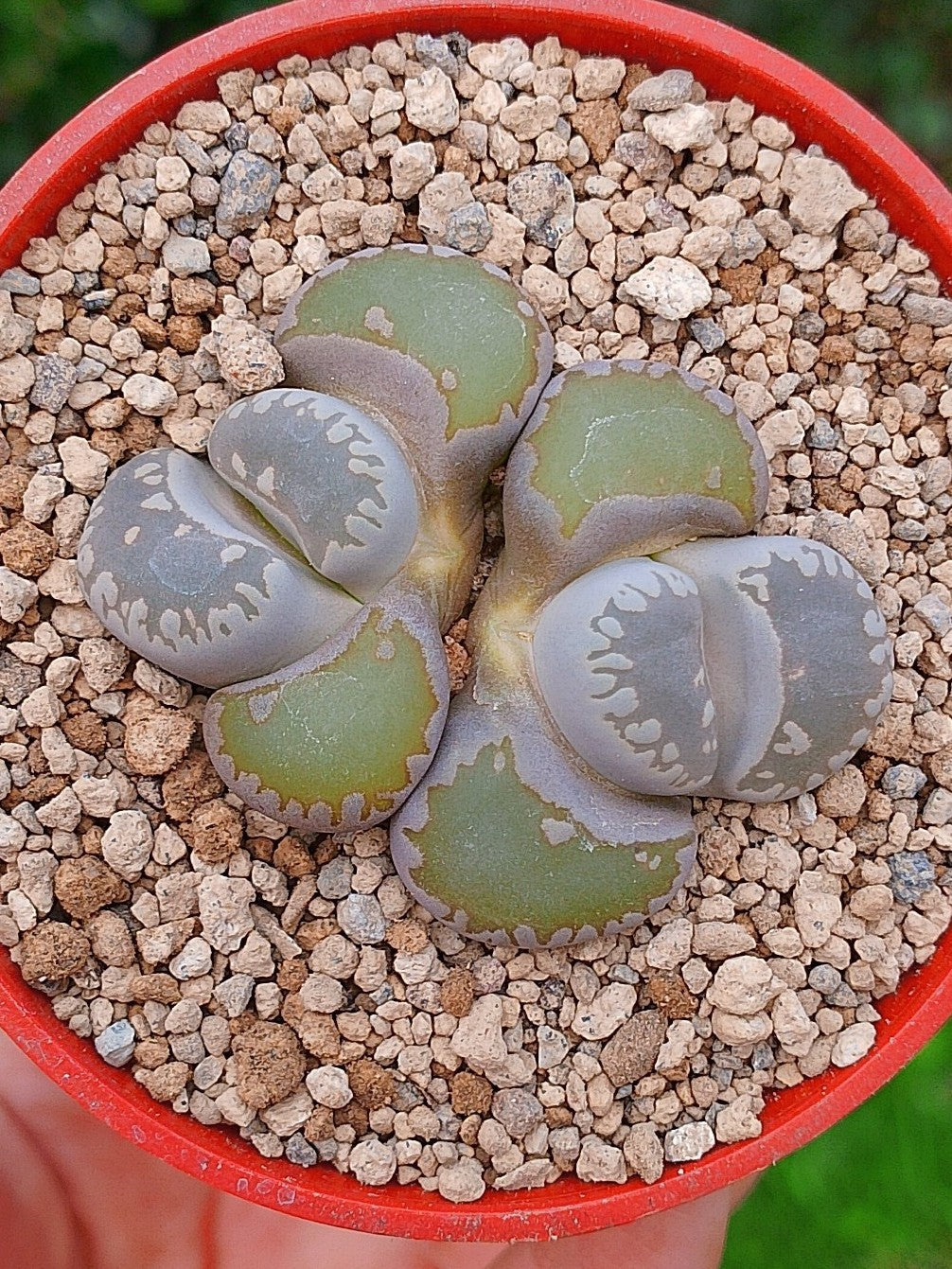 Lithops Otzeniana | 2 cabezas