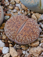 C151 	Lithops lesliei ssp. lesliei v. lesliei (grey Form)