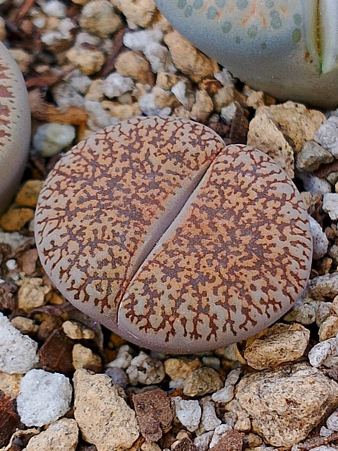 C151 	Lithops lesliei ssp. lesliei v. lesliei (grey Form)