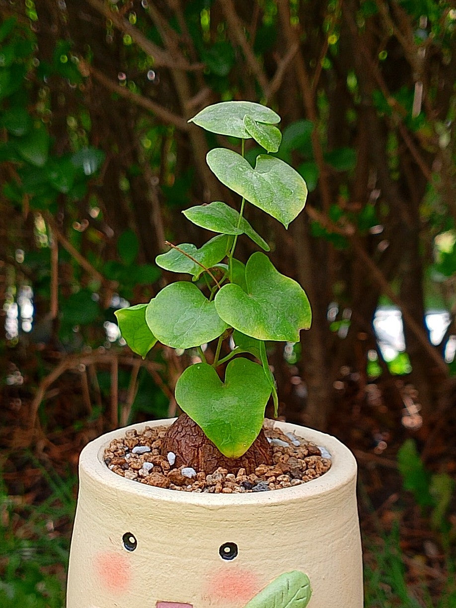 Chicorita | Dioscorea Elephantipens