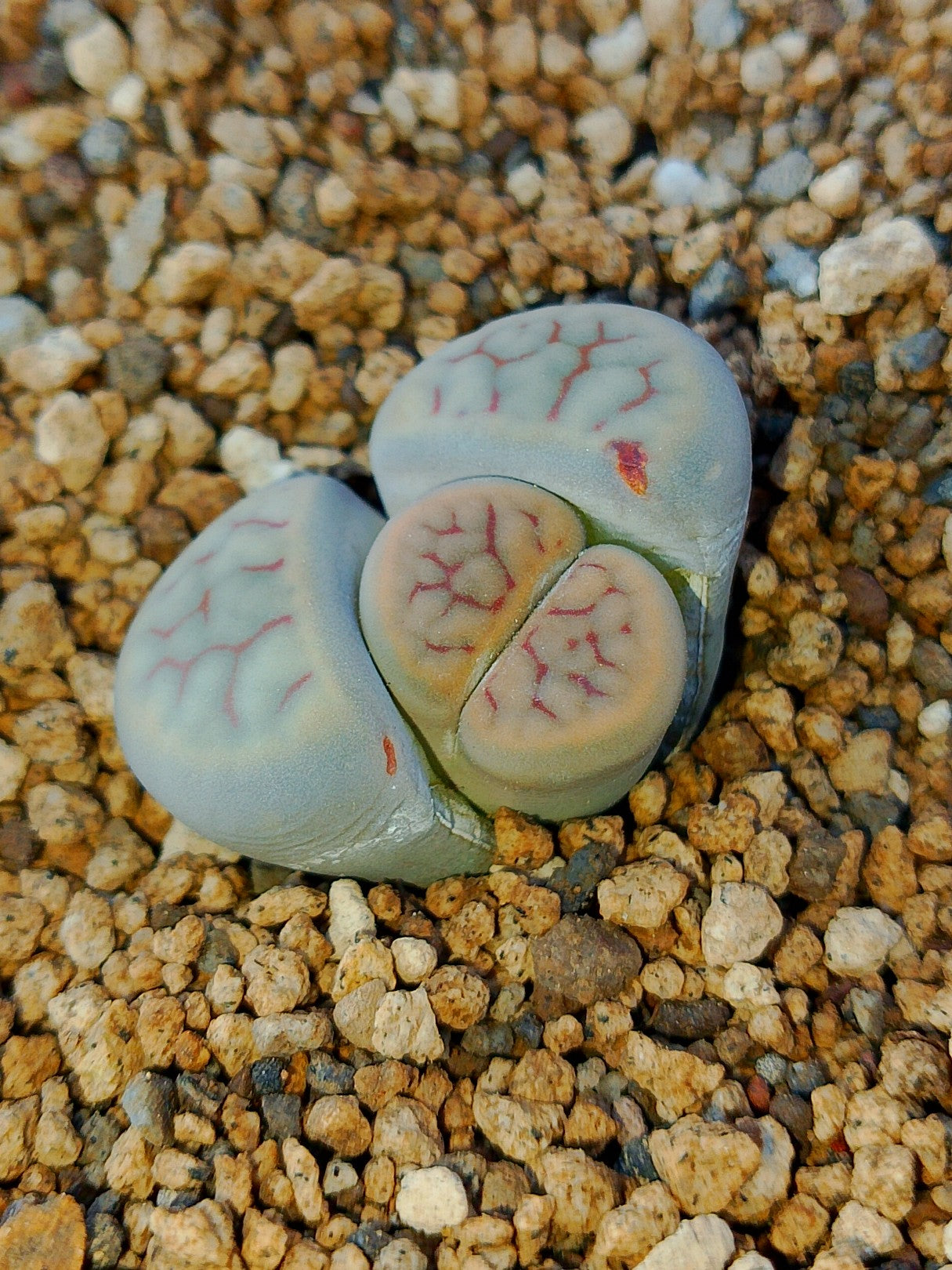 C150 Lithops schwantesii ssp. schwantesii v. schwantesii (syn. kuibisensis)