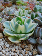 Echeveria carrousel