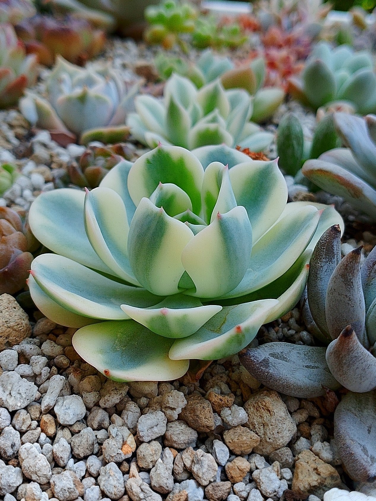 Echeveria carrousel