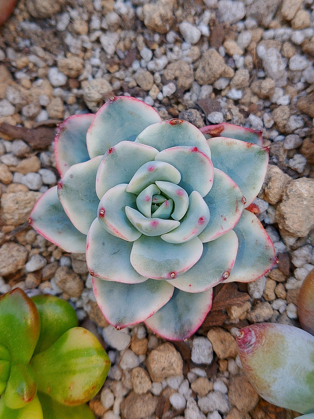 Mini Echeveria Atlantis variegada
