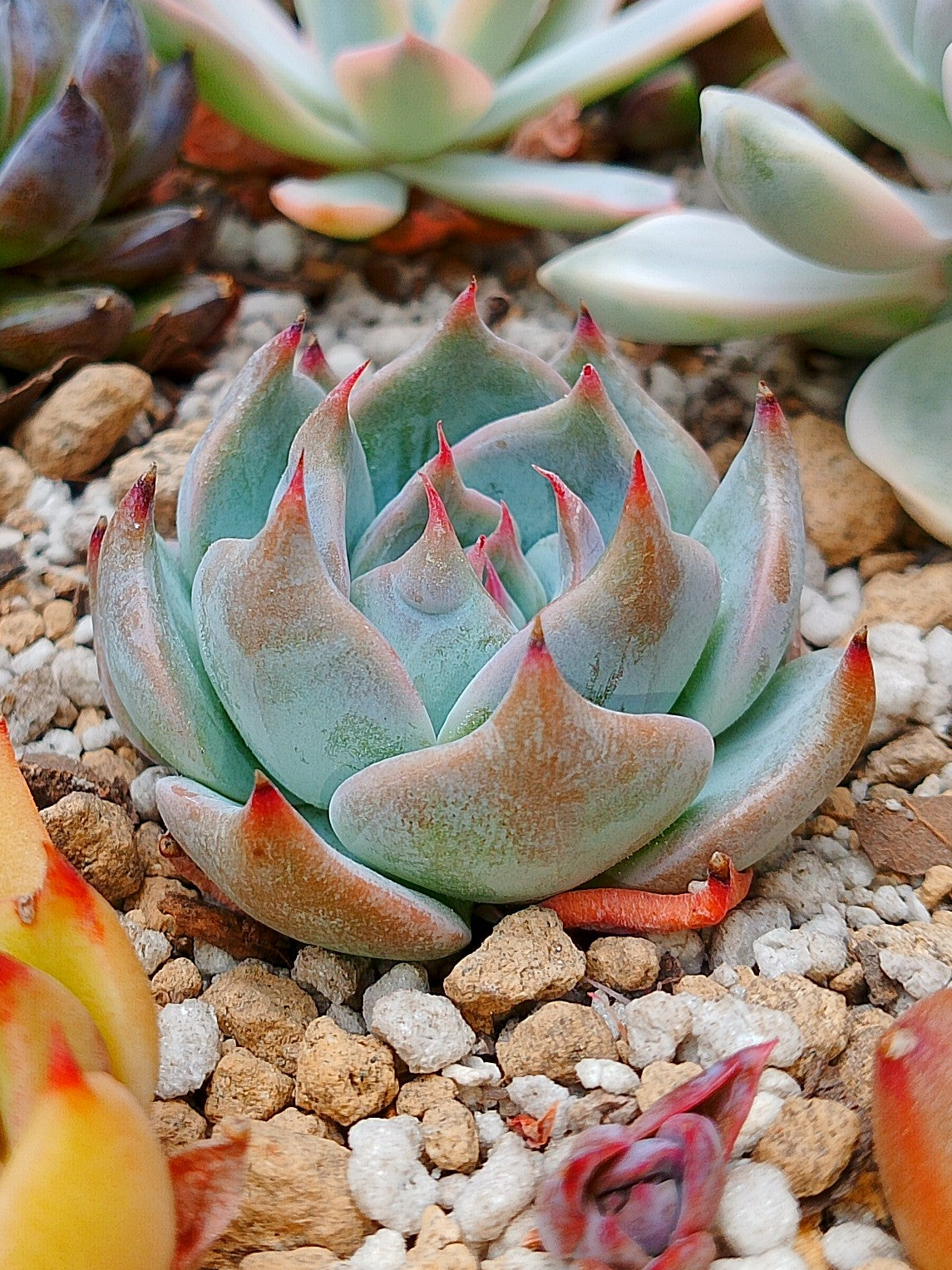 Echeveria Pikachu | maceta 3"