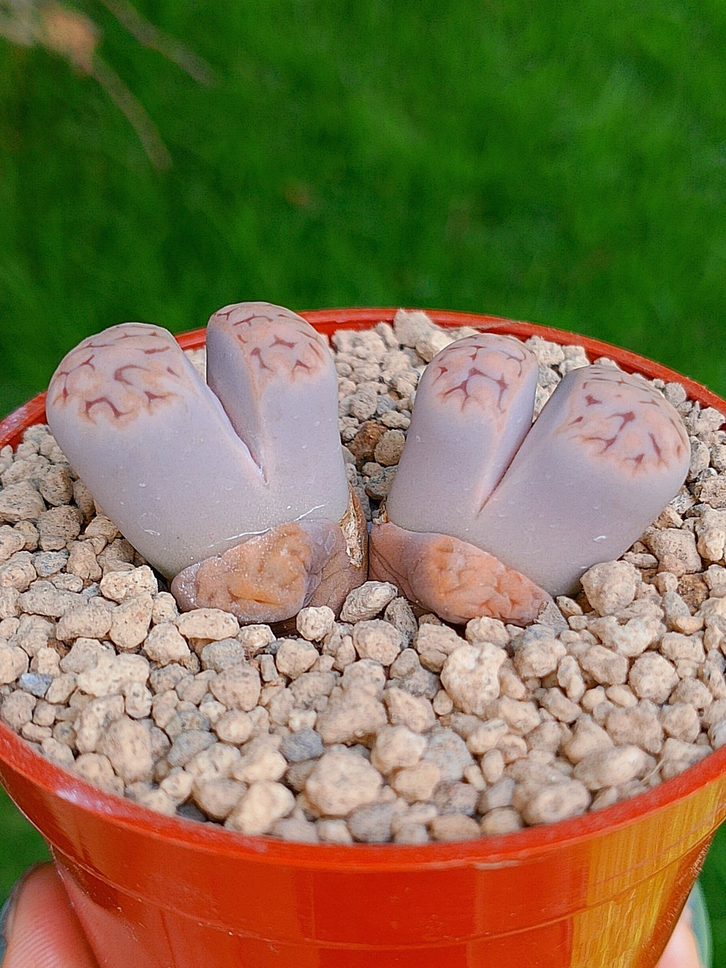 Lithops Karasmontana | 2 cabezas