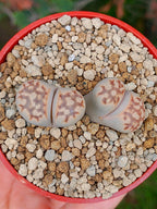 Lithops Julii | 2 cabezas