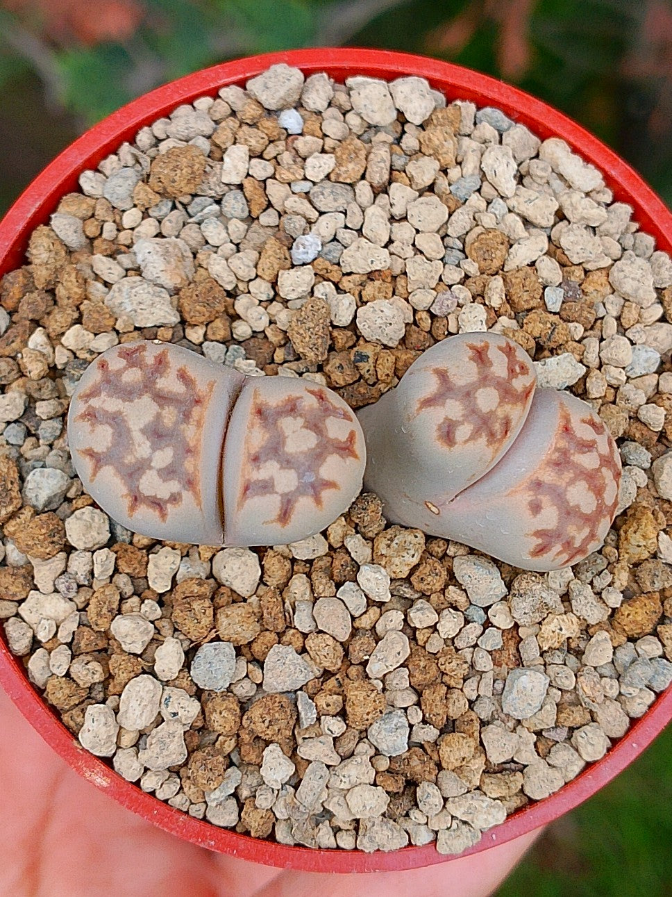 Lithops Julii | 2 cabezas